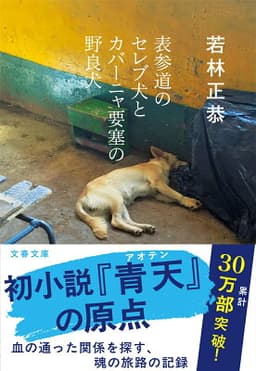 表参道のセレブ犬とカバーニャ要塞の野良犬